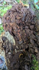 Arcyria denudata