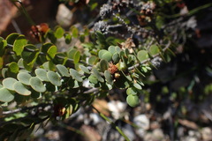 Cliffortia pulchella