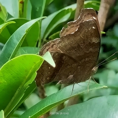Junonia iphita