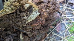 Arcyria denudata