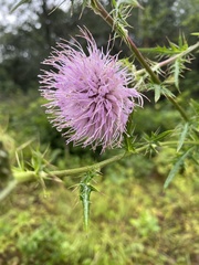 Cirsium discolor