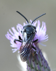 Sphecodes