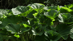 Cirsium monspessulanum
