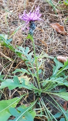 Centaurea