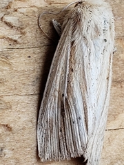 Leucania multilinea