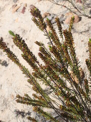 Erica coarctata