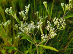 Eupatorium serotinum