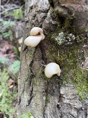 Crepidotus applanatus