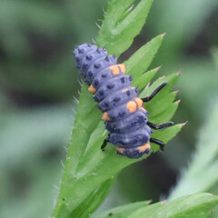 Coccinella septempunctata