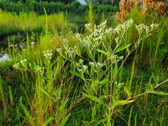 Eupatorium serotinum