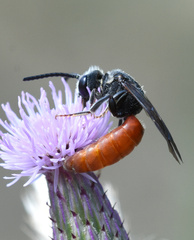 Sphecodes