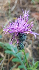 Centaurea