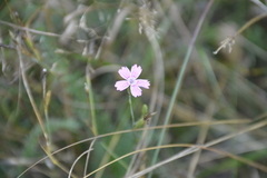 Dianthus deltoides