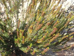 Erica coarctata