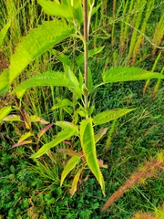 Eupatorium serotinum