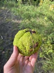 Maclura pomifera
