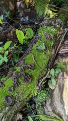 Trametes versicolor