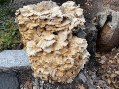 Laetiporus cincinnatus