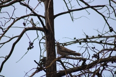 Streptopelia decaocto