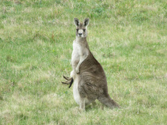 Macropus giganteus