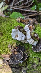 Trametes versicolor