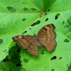Junonia iphita