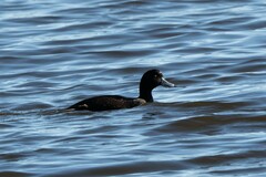 Aythya novaeseelandiae