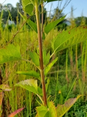 Eupatorium serotinum