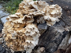 Laetiporus cincinnatus