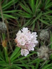 Armeria