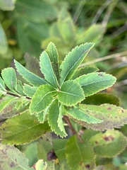 Spiraea alba