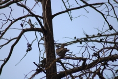 Streptopelia decaocto