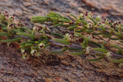 Erica coarctata