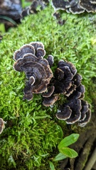 Trametes versicolor