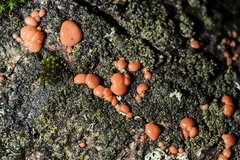 Ditangium cerasi
