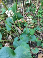 Micranthes manchuriensis