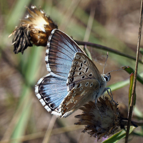 Chalkhill Blue