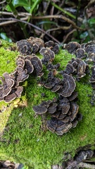 Trametes versicolor
