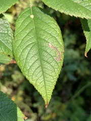 Stigmella rosaefoliella