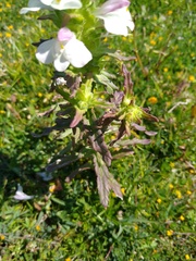 Bellardia trixago