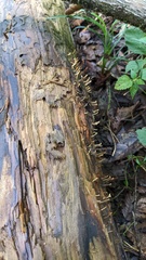 Calocera cornea