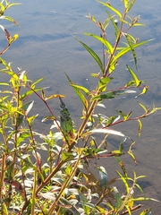 Persicaria hydropiper