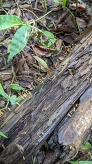 Calocera cornea