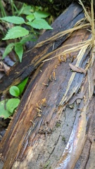 Calocera cornea