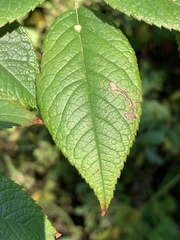 Stigmella rosaefoliella