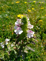 Bellardia trixago