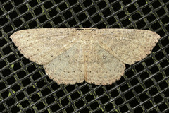 Cyclophora myrtaria