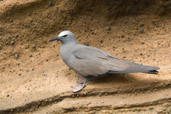 Anous stolidus galapagensis
