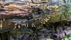 Calocera cornea
