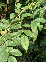 Stigmella rosaefoliella